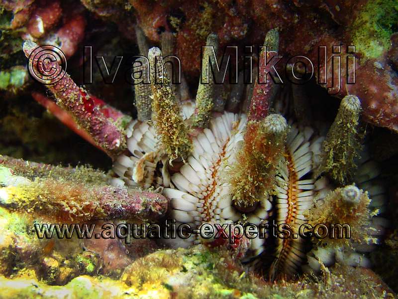 Eucidaris tribuloides